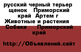 русский черный терьер. щенок - Приморский край, Артем г. Животные и растения » Собаки   . Приморский край